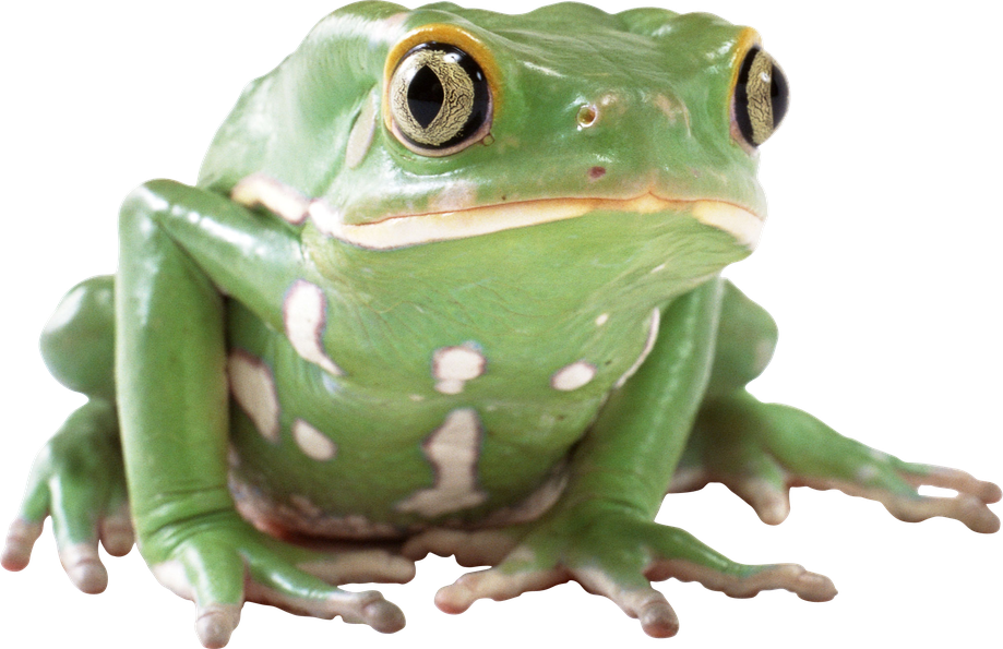 Amphibian Frog Png Picture (black, gray, white)