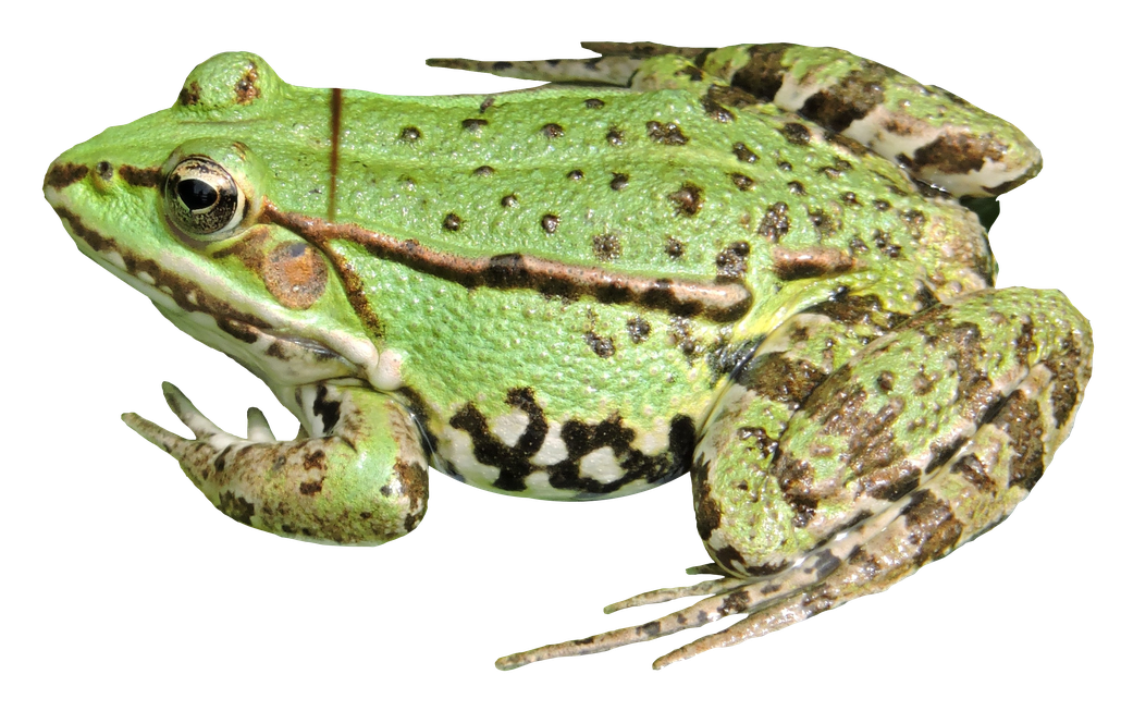 Amphibian Frog Png Transparent Hd Photo (black)