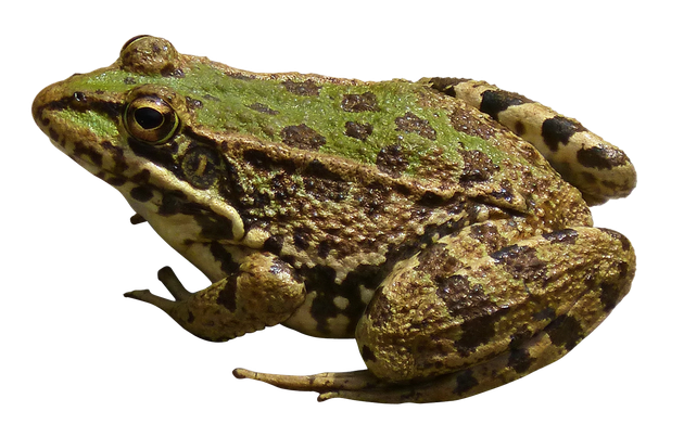 Amphibian Frog Png Transparent Image (black, maroon)