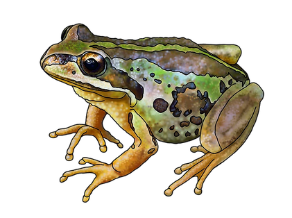 Amphibian Frog Png Transparent Picture (black)