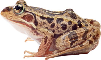 Amphibian Frog Png Transparent (salmon, black, gray)