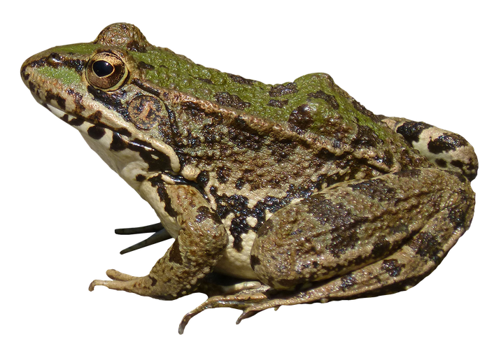 Amphibian Frog Transparent Images Png (olive, black)