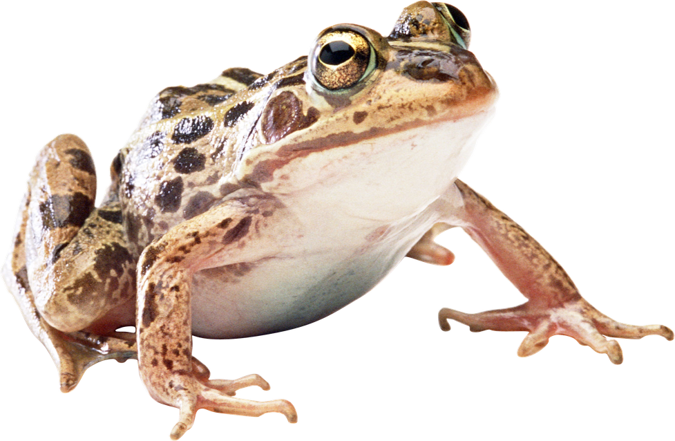 Amphibian Frog Transparent Png (black, beige)