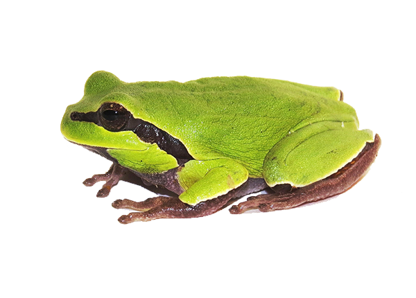 Amphibian Png Clipart (white, black, gray, olive)