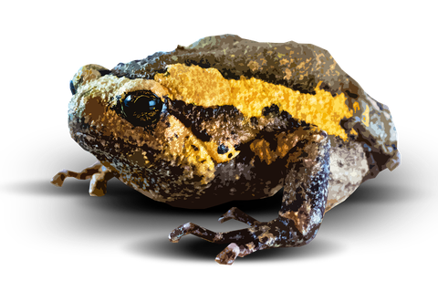 Amphibian Png Picture (black)