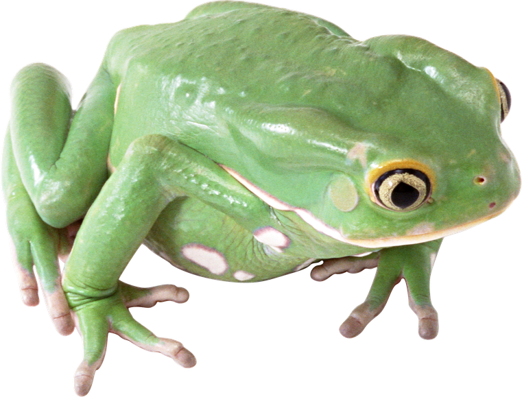 Amphibian Png Transparent Image (black, gray)