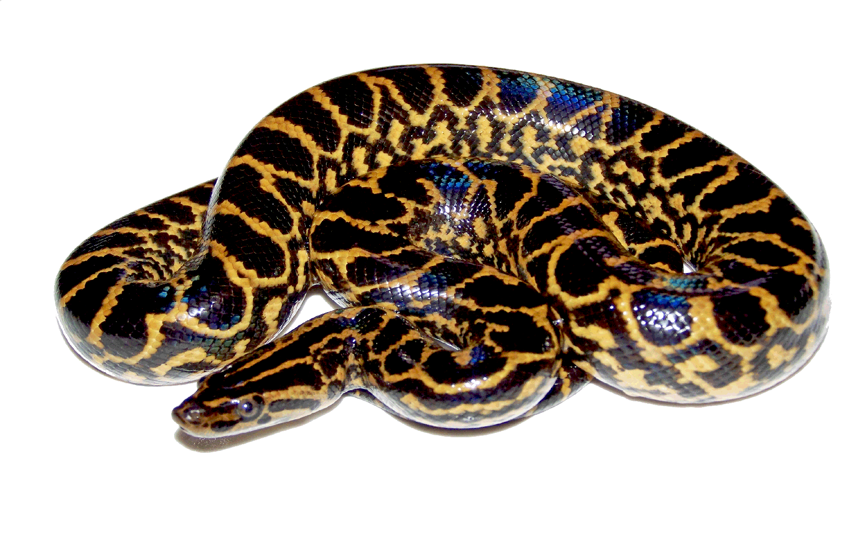 Anaconda Png Hd (white, black)