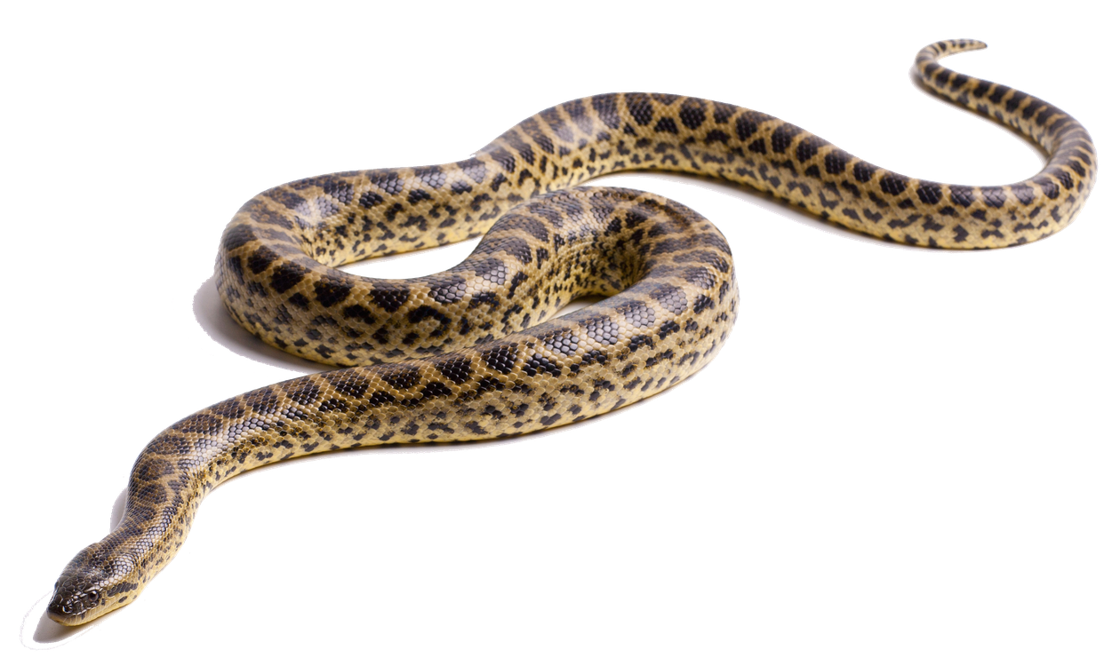 Anaconda Png Image (black)