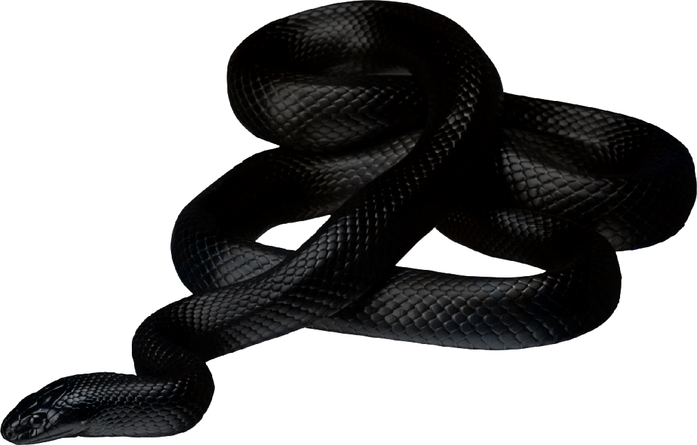 Anaconda Png Photos (black)