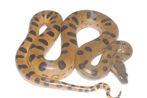 Anaconda Png Transparent Image (white)