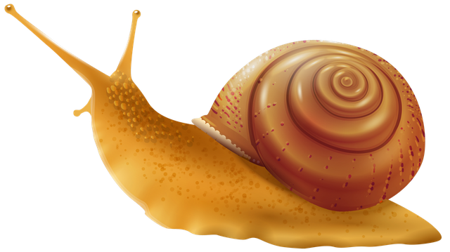 Snail Download Png Image (black, orange, chocolate)