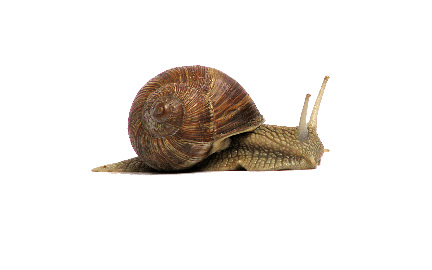 Snail Png Isolated Clipart (black, gray, olive)