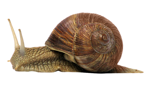 Snail Png Isolated Free Download (black, maroon, gray)