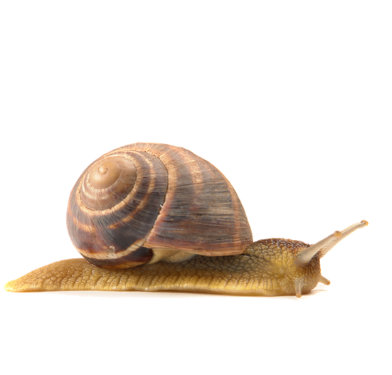 Snail Png Isolated Image (black, salmon)