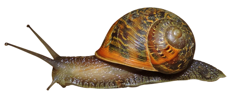 Snail Png Isolated Transparent (black)