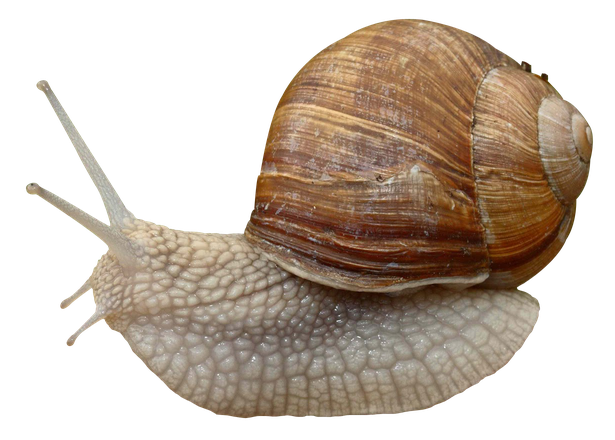 Snail Png Transparent Hd Photo (black, gray)