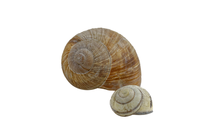 Snail Png Transparent Image (black, olive, gray)