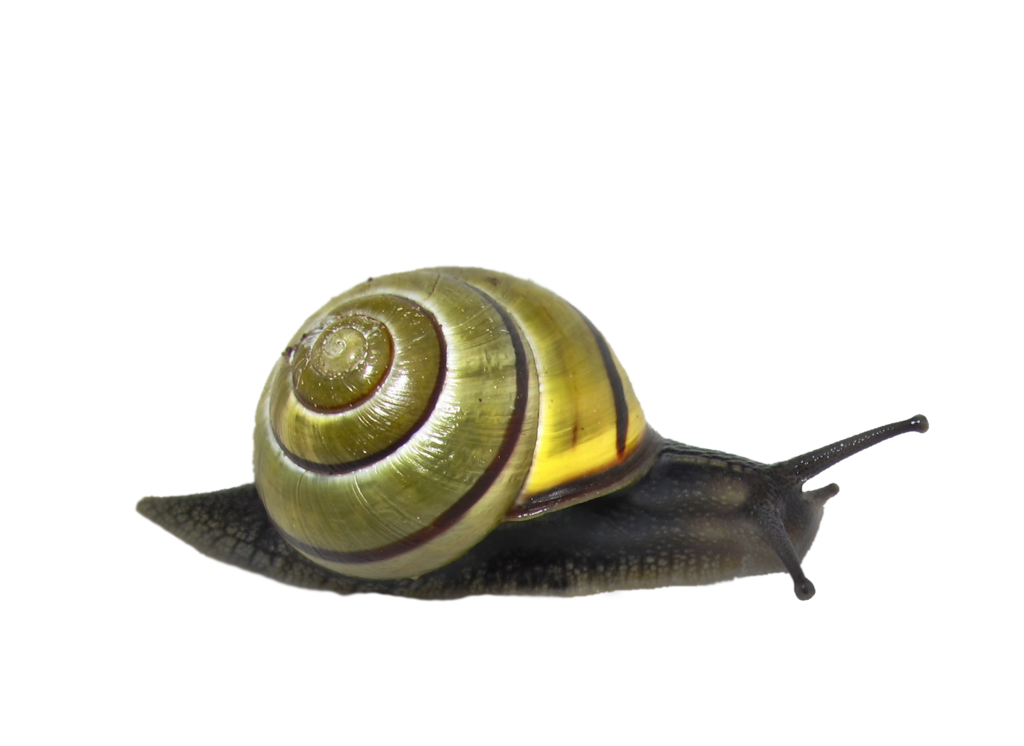 Snail Png Transparent Picture (black)