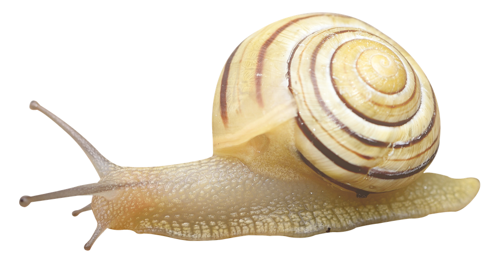 Snail Transparent Background (black, gray)