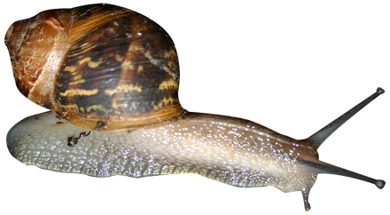 Snail Transparent Images Png (black)