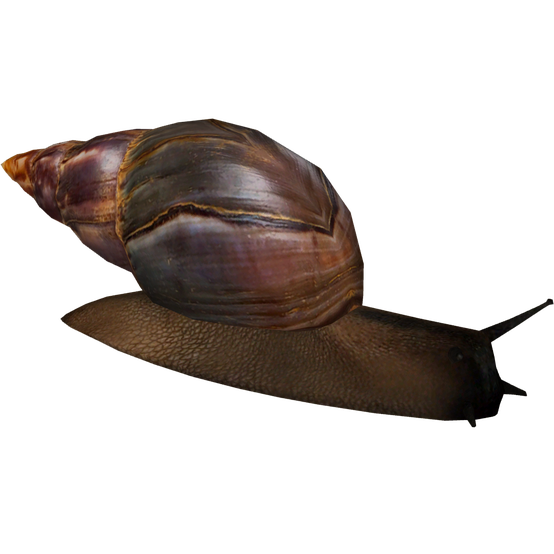 Snails Download Png Image (black, maroon)