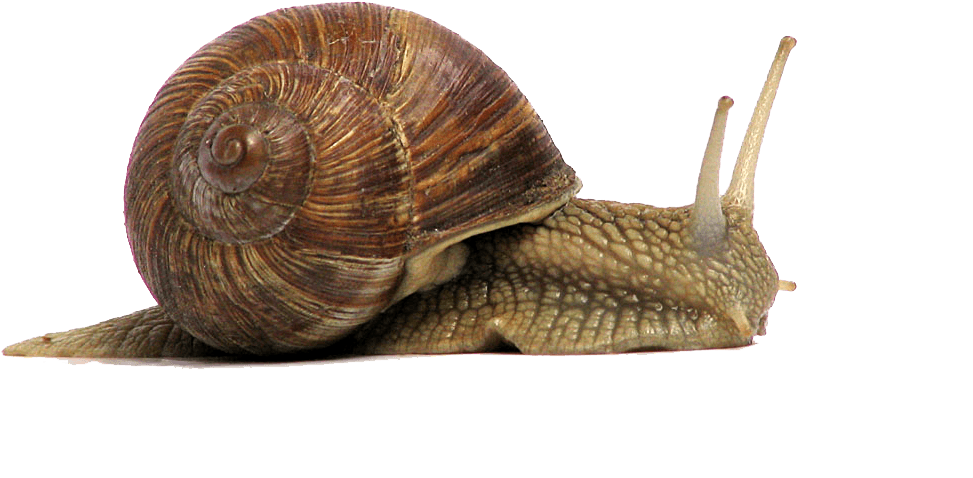 Snails Png Free Download (black, olive, gray)