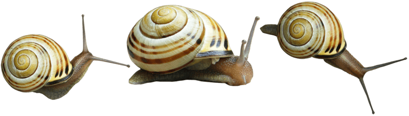 Snails Png Image (black)