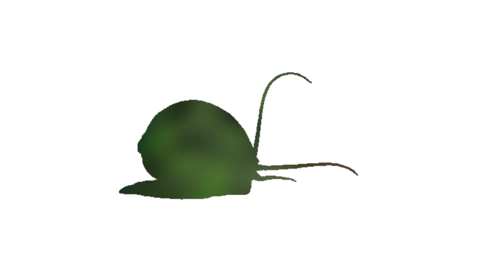 Snails Png Isolated File (green, white)