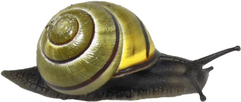 Snails Png Isolated Image (black)