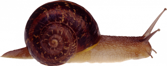 Snails Png Isolated Photo (black, silver)