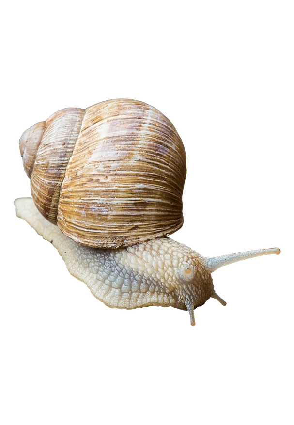 Snails Png Isolated Pic (black, silver, gray)