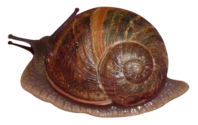 Snails Png Photos (black, gray)