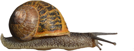 Snails Png Pic (black)