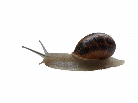 Snails Png Picture (black)