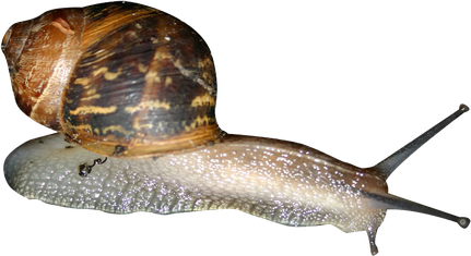 Snails Png (black)