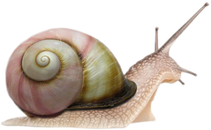 Snails Transparent Png (black, indigo, pink, gray)