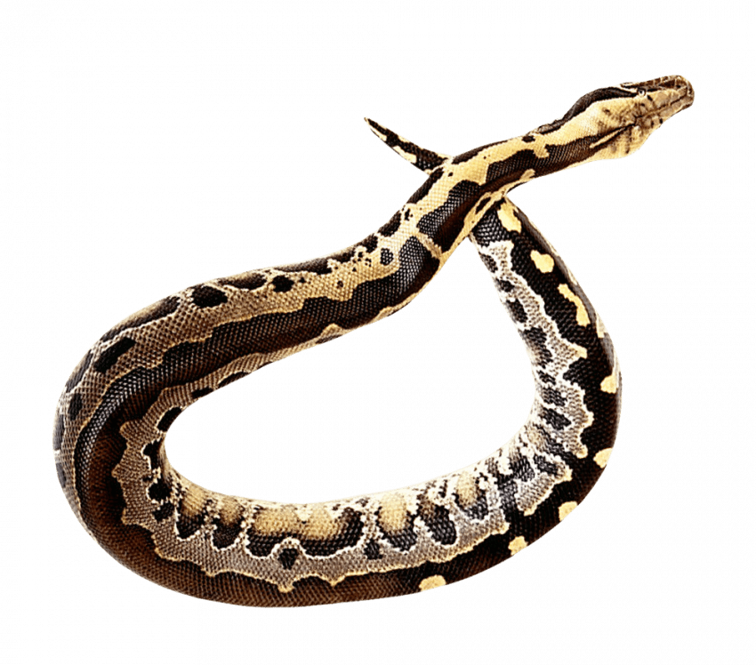 Snake Viper Png Image (black, indigo, teal, gray)