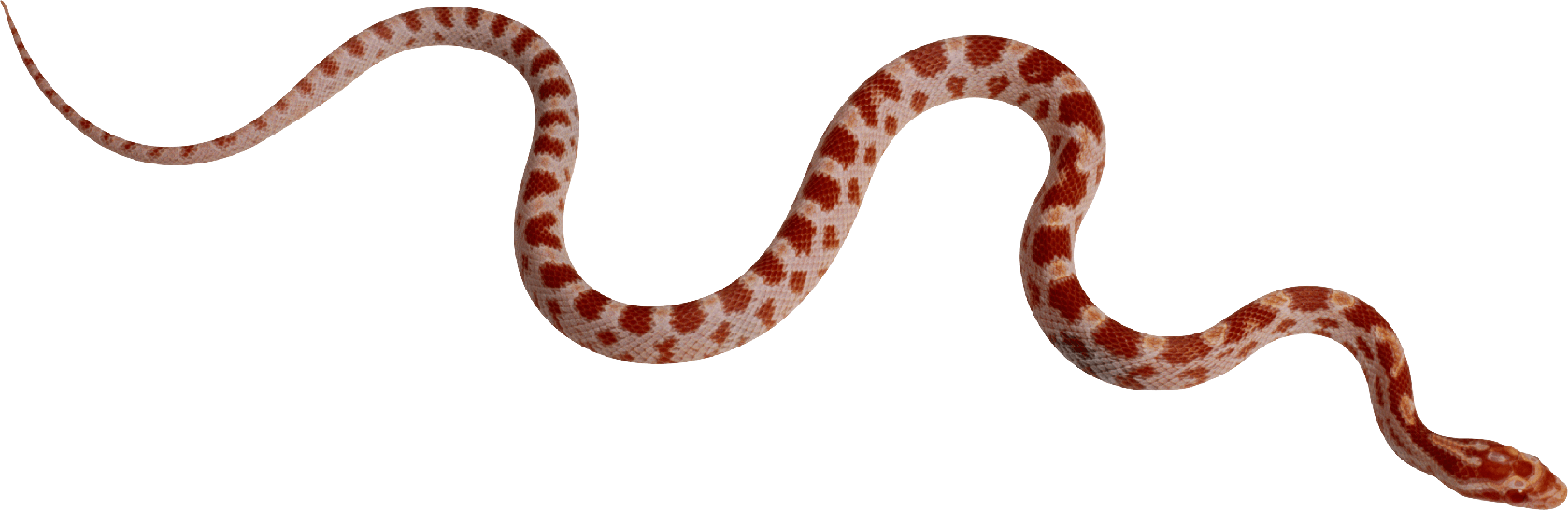 Snake Viper Png Photos (black, maroon)