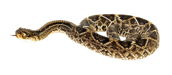 Snake Viper Png Pic (black, gray, white, olive)