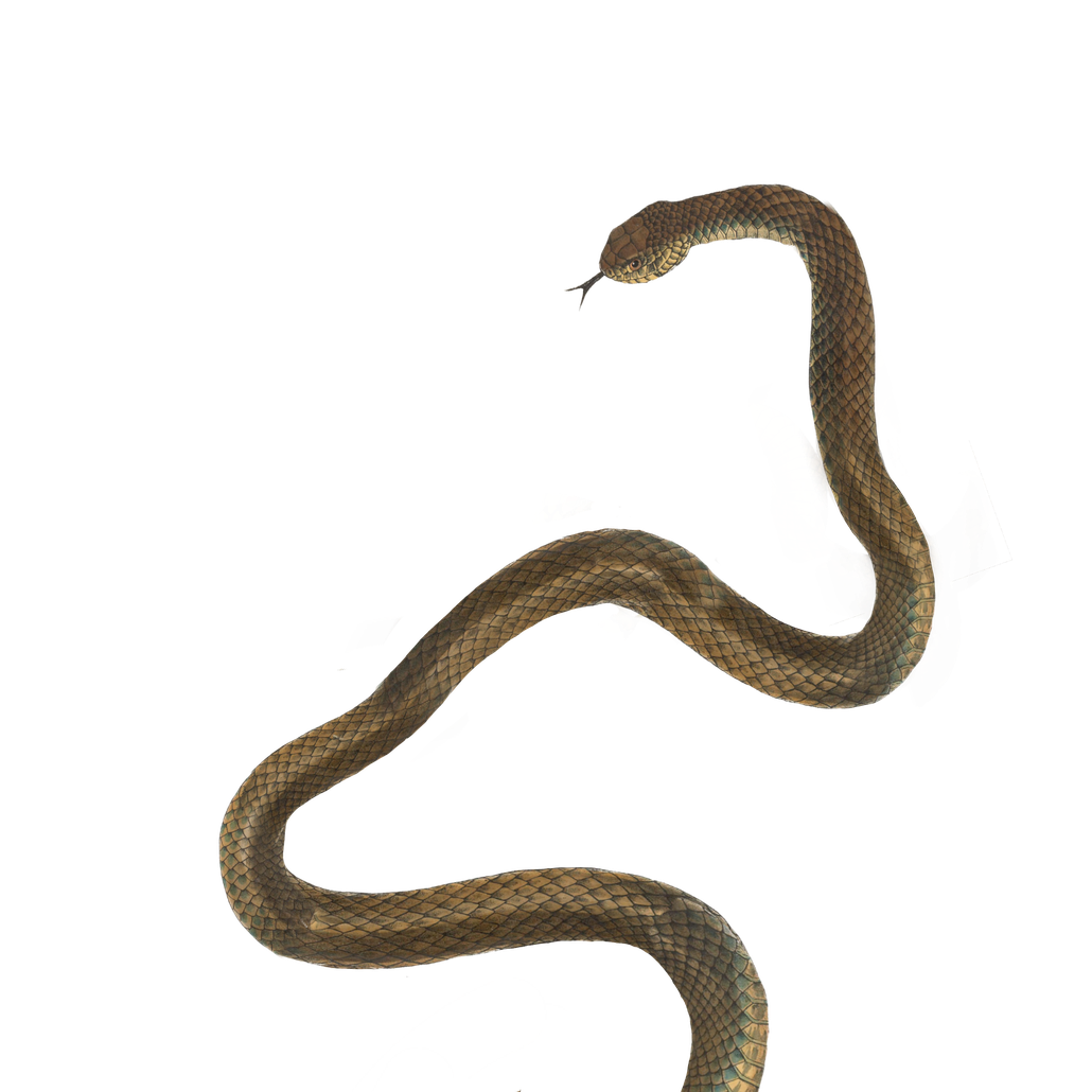 Snake Viper Png Picture (black)