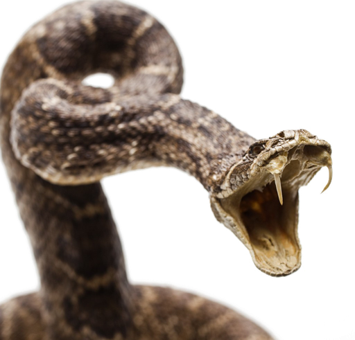 Snake Viper Png Transparent Image (black, white)