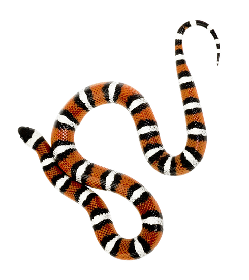 Snake Viper Transparent Background (black, white)