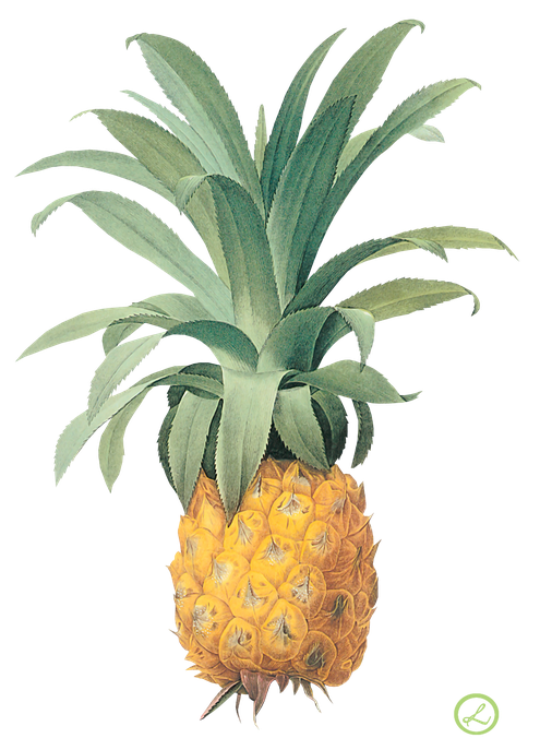 Ananas Png Isolated Hd (black, gray)