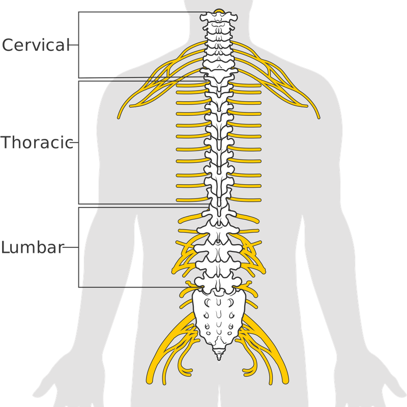 Anatomy Png File (white, lavender, black)