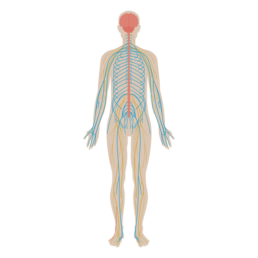 Anatomy Png Pic (black, gray, silver)