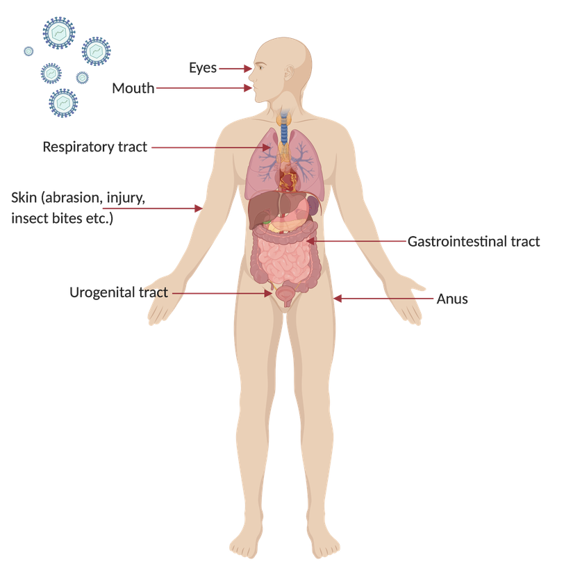 Anatomy Png Transparent (pink, maroon, black)