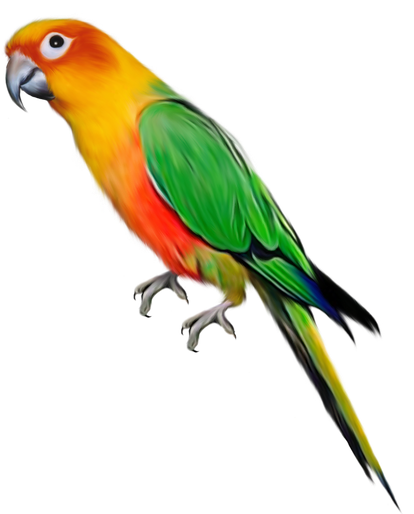 Indian Parrot Png File (orange, black)