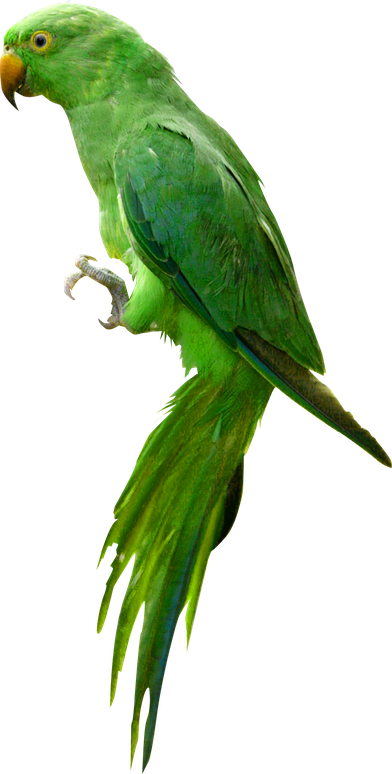 Indian Parrot Png Image (black)