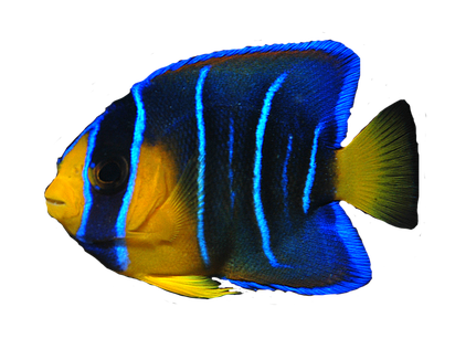 Angelfish Background Png (black)