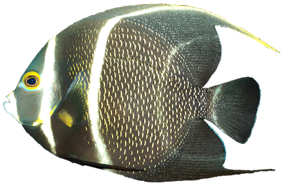 Angelfish Download Png Image (white, black, indigo)